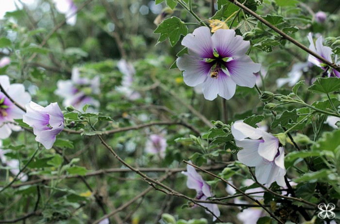 purple-hibiscus-san-francisco-california-hibisco-lilas-(leticia-massula-para-cozinha-da-matilde)