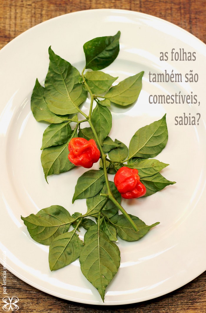 capsicum-pimentas-folhas-comestiveis-(leticia-massula-para-cozinha-da-matilde)
