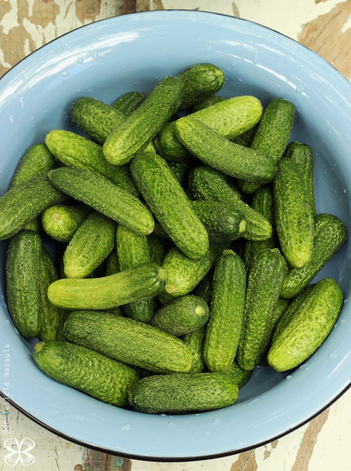 pepinos-para-pickles-(leticia-massula-para-cozinha-da-matilde)