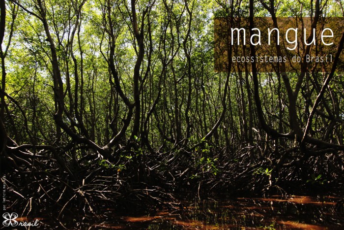 mangue-ecossistemas-do-brasil-(leticia-massula-para-cozinha-da-matilde)