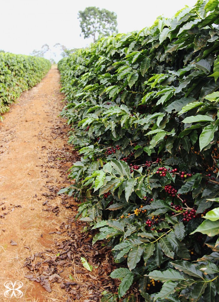 cafezal-na-serra-da-canastra-(leticia-massula-para-cozinha-da-matilde)